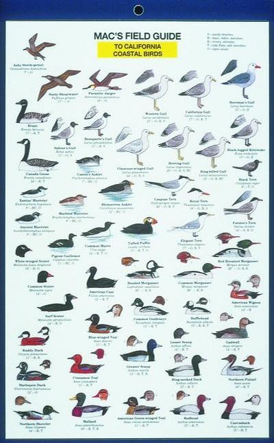 Mac’s Field Guides: California Coastal Birds