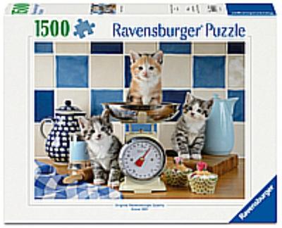 Kätzchen in der Küche