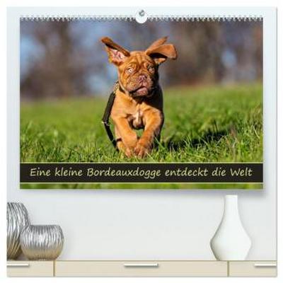 Eine kleine Bordeauxdogge entdeckt die Welt (hochwertiger Premium Wandkalender 2026 DIN A2 quer), Kunstdruck in Hochglanz