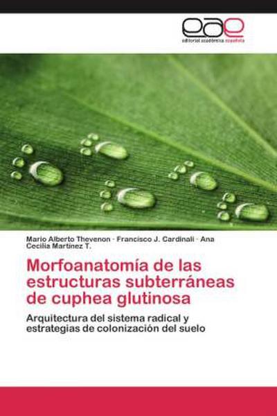 Morfoanatomía de las estructuras subterráneas de cuphea glutinosa