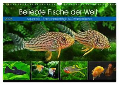 Beliebte Fische der Welt (Wandkalender 2026 DIN A3 quer), CALVENDO Monatskalender