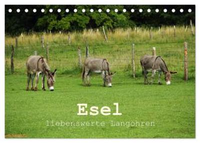 Esel - liebenswerte Langohren (Tischkalender 2026 DIN A5 quer), CALVENDO Monatskalender