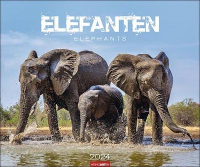 Elefanten 2024