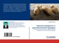 Induced mutagenesis in groundnut,Arachis hypogaea