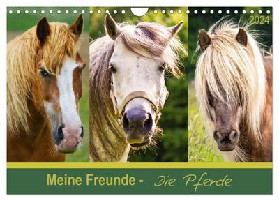 Meine Freunde - die Pferde (Wandkalender 2024 DIN A4 quer), CALVENDO Monatskalender