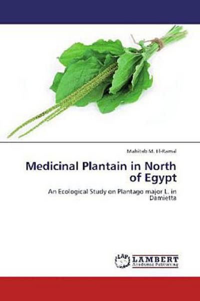 Medicinal Plantain in North of Egypt