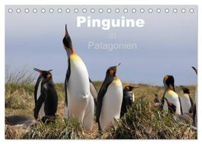 Pinguine in Patagonien (Tischkalender 2026 DIN A5 quer), CALVENDO Monatskalender