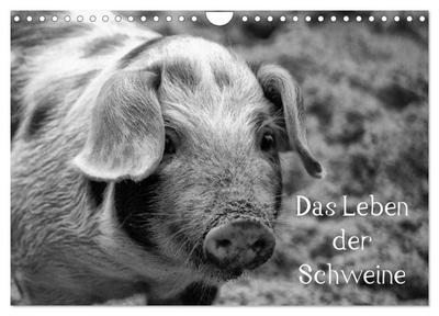 Das Leben der Schweine (Wandkalender 2024 DIN A4 quer), CALVENDO Monatskalender