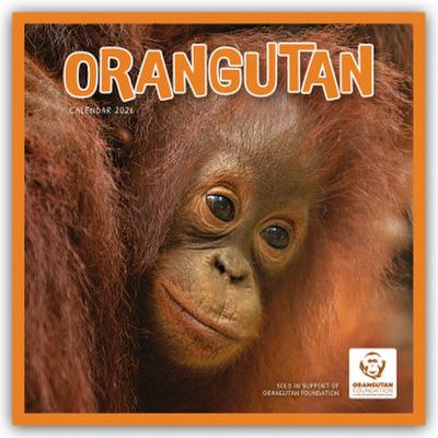Orangutan - Orang-Utan 2026 - Wand-Kalender