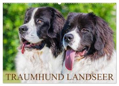 Traumhund Landseer (Wandkalender 2026 DIN A2 quer), CALVENDO Monatskalender