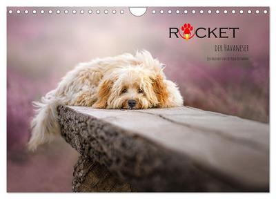 Rocket der Havaneser (Wandkalender 2026 DIN A4 quer), CALVENDO Monatskalender