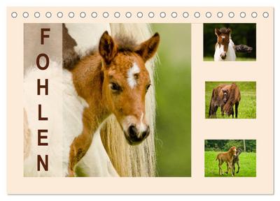 Fohlen, glücklich in der Herde (Tischkalender 2026 DIN A5 quer), CALVENDO Monatskalender