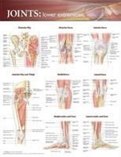 JOINTS OF THE LOWER EXTREMITIE