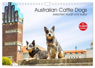 Australian Cattle Dogs zwischen Kunst und Kultur (Wandkalender 2024 DIN A4 quer), CALVENDO Monatskalender
