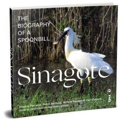 Sinagote, the biography of a spoonbill
