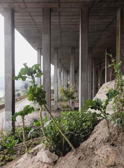 Delmar, A: Notes from the Underdog / Anotações sobre o Abaix