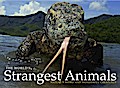 The World’s Strangest Animals