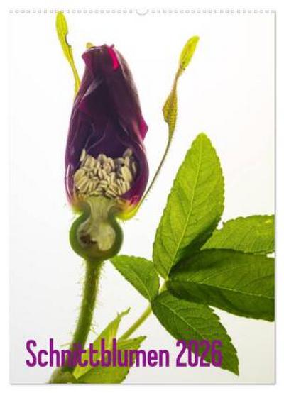 Schnittblumen 2026 (Wandkalender 2026 DIN A2 hoch), CALVENDO Monatskalender
