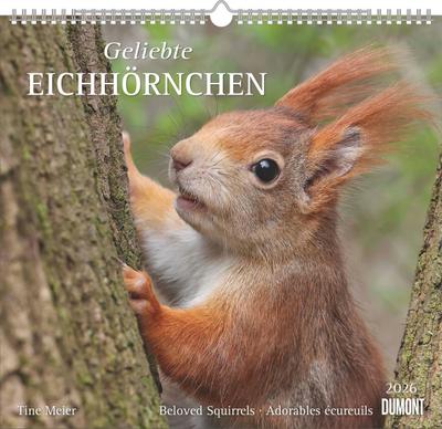 Geliebte Eichhörnchen 2026 - DUMONT Wandkalender - mit den wichtigsten Feiertagen - Format 38,0 x 35,5 cm
