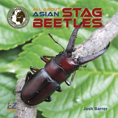 All about Asian Stag Beetles