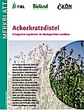 Ackerkratzdistel