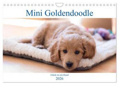 Mini Goldendoodle - Glück ist ein Hund (Wandkalender 2026 DIN A4 quer), CALVENDO Monatskalender