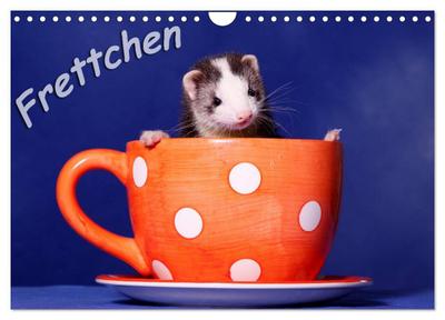 Frettchen - Ferrets (Wandkalender 2024 DIN A4 quer), CALVENDO Monatskalender