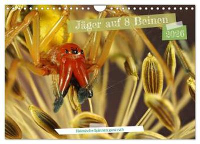 Jäger auf acht Beinen (Wandkalender 2026 DIN A4 quer), CALVENDO Monatskalender