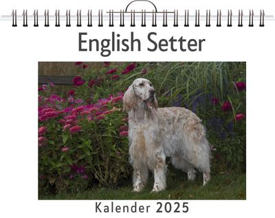 English Setter