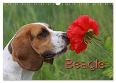 Beagle (Wandkalender 2026 DIN A3 quer), CALVENDO Monatskalender