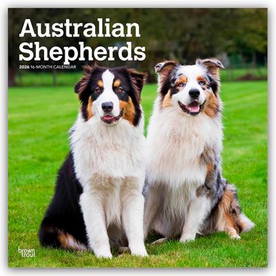 Australian Shepherds 2026 - 16-Monatskalender