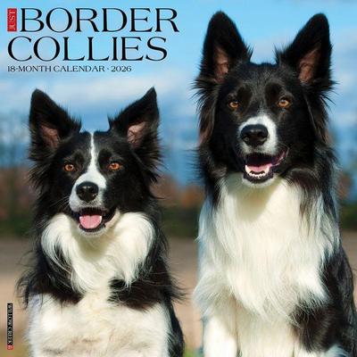 Border Collies 2026 Wall Calendar