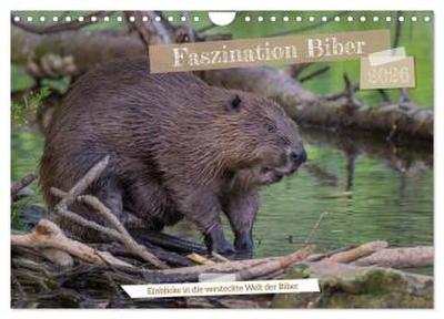 Faszination Biber (Wandkalender 2026 DIN A4 quer), CALVENDO Monatskalender