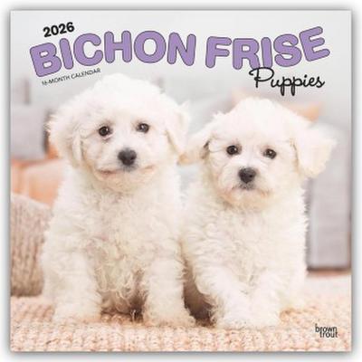 Bichon Frisé Puppies - Bichon Frisé Welpen 2026 - 16-Monatskalender
