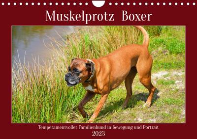 Muskelprotz Boxer (Wandkalender 2023 DIN A4 quer)