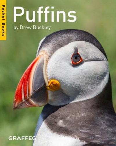 Puffins
