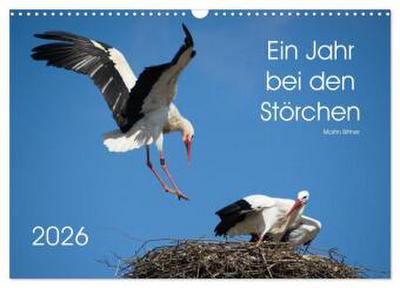 Ein Jahr bei den Störchen (Wandkalender 2026 DIN A3 quer), CALVENDO Monatskalender