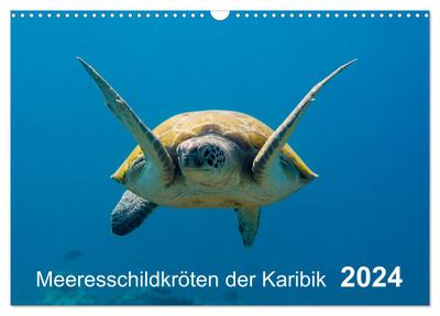 Meeresschildkröten der Karibik (Wandkalender 2024 DIN A3 quer), CALVENDO Monatskalender