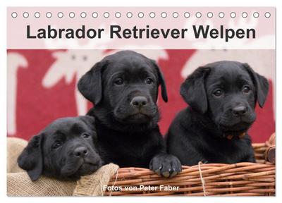 Labrador Retriever Welpen (Tischkalender 2026 DIN A5 quer), CALVENDO Monatskalender