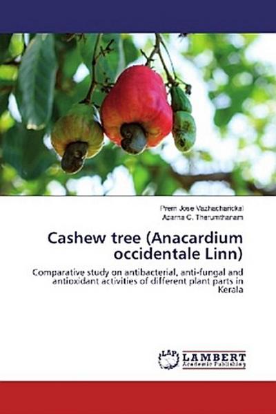Cashew tree (Anacardium occidentale Linn)