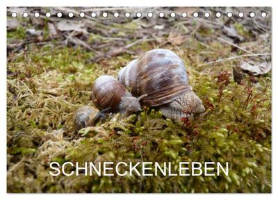 Schneckenleben (Tischkalender 2024 DIN A5 quer), CALVENDO Monatskalender