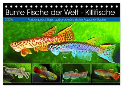 Bunte Fische der Welt - Killifische (Tischkalender 2026 DIN A5 quer), CALVENDO Monatskalender