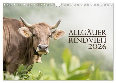 Allgäuer Rindvieh 2026 (Wandkalender 2026 DIN A4 quer), CALVENDO Monatskalender 