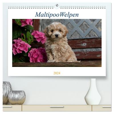 Maltipoo Welpen (hochwertiger Premium Wandkalender 2024 DIN A2 quer), Kunstdruck in Hochglanz