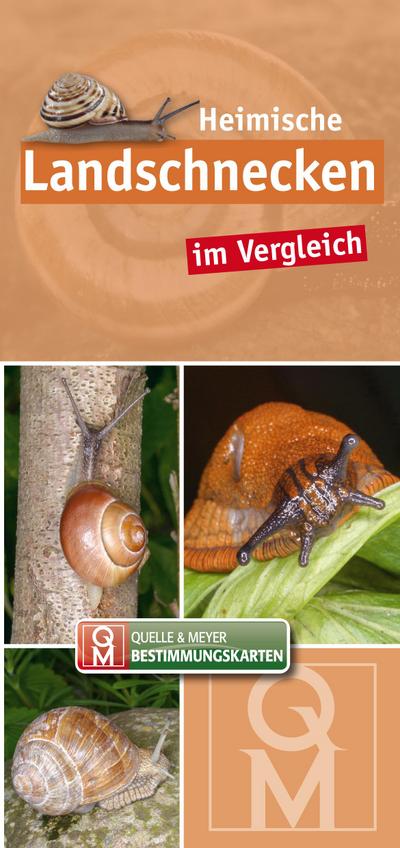 Heimische Landschnecken im Vergleich
