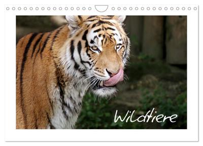 Wildtiere (Wandkalender 2025 DIN A4 quer), CALVENDO Monatskalender
