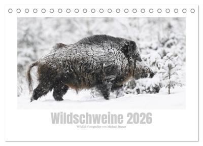Wildschweine - Wildlife Fotografien (Tischkalender 2026 DIN A5 quer), CALVENDO Monatskalender