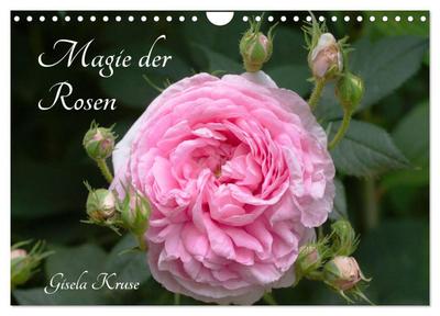 Magie der Rosen (Wandkalender 2025 DIN A4 quer), CALVENDO Monatskalender