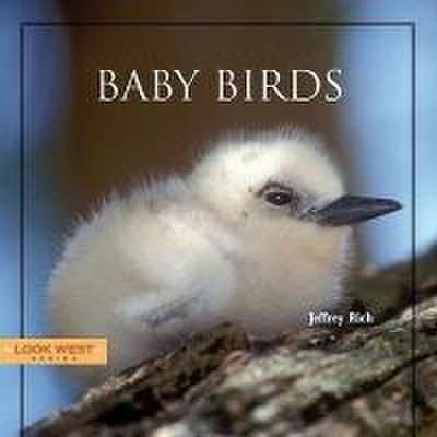 BABY BIRDS