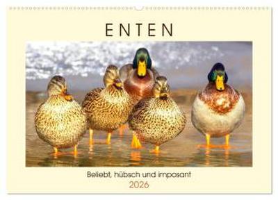 Enten. Beliebt, hübsch und imposant (Wandkalender 2026 DIN A2 quer), CALVENDO Monatskalender